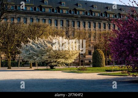 Paris, France - April 4, 2021: Beautiful blooming white cherry blossom tree in Jardin des plantes in Paris in sunny spring march day Stock Photo
