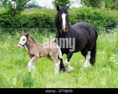 A black cob mare and her foal at liberty in a Summer paddock. Stock Photo