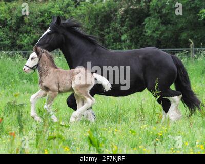 A black cob mare and her foal at liberty in a Summer paddock. Stock Photo