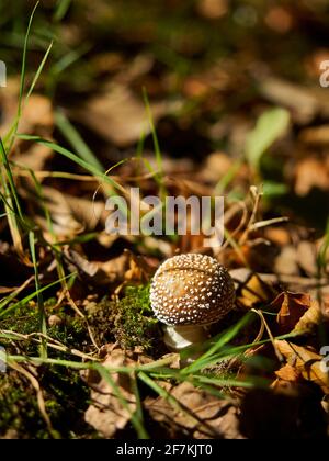 A brightly sunlit Panthercap mushroom in among the autumnal leaf litter, gras and moss of the New Forest floor. Stock Photo