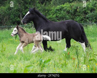A black cob mare and her foal at liberty in a Summer paddock. Stock Photo
