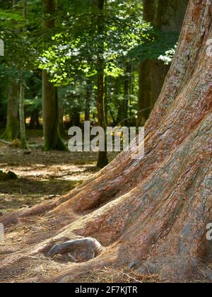 The roots and trunk of a towering mature sequoia ahead of other trees, including a relatively young and fragile (next to the sequoia!) sunlit specimen Stock Photo