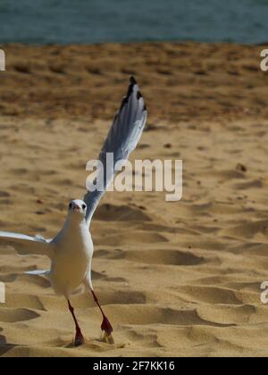 “Action-shot” animal portrait image of a Black-Headed Gull, wings spread and straining at the moment of lift off, against a de-focused golden sand. Stock Photo