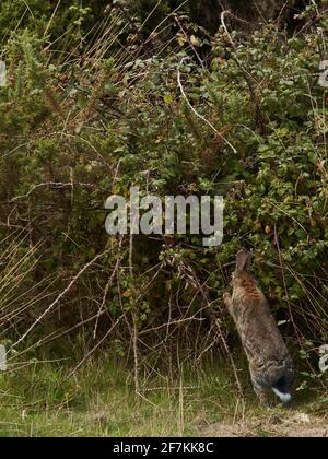 Close-up, autumnal image of a rabbit up on its hind legs, plucking blackberries from in between the thorns of a bush. Stock Photo