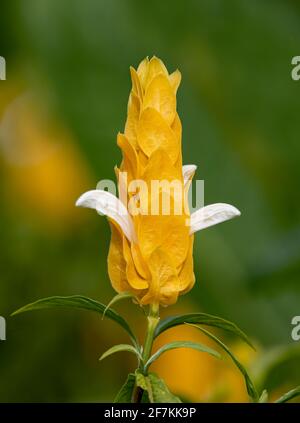 Golden shrimp plant (Pachystachys lutea) in the tropical gardens of Costa Rica Stock Photo