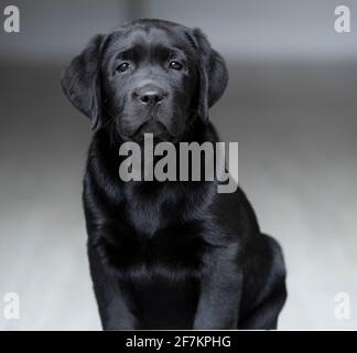 Eight Week Old Black Labrador Puppy Stock Photo