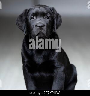 Eight Week Old Black Labrador Puppy Stock Photo