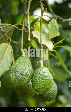 Hass avocados on the tree, cultivation in Colombia - Persea americana 'Hass' Stock Photo