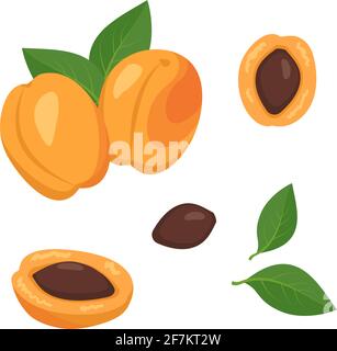 Apricot fruit icons set. Bright ripe fruits, halves, slices with leaves and seeds. Food for a healthy diet, dessert, snack. Elements for summer design Stock Vector