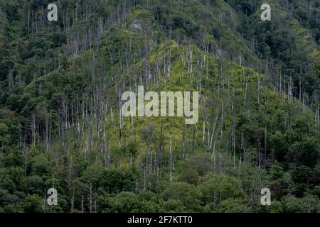 Dead Trees Stand After Forest Fire Stock Photo