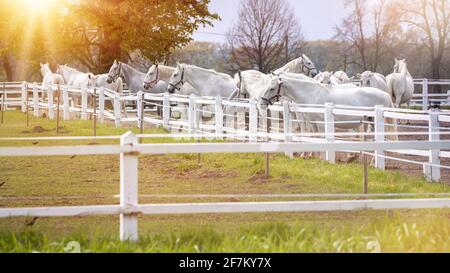 Old Kladruby Horse in Czech Republic Stock Photo