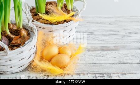 Happy easter Golden painted eggs lie in nest with golden feathers near pots of spring flowers daffodils on wooden white table with copy space. Long we Stock Photo