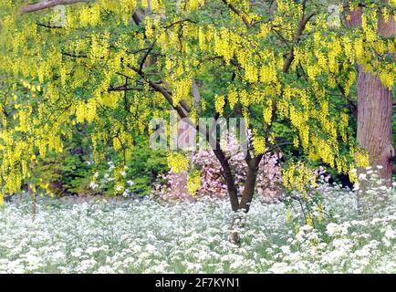 A Laburnum tree stands amongst Queen Anne's Lace (Cow Parsley) in the month of May in southern England Stock Photo