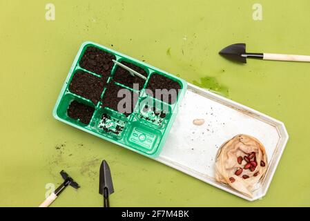 Prepared seeds for planting in plastic containers for seedlings.  Stock Photo