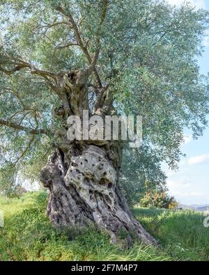 Closeup of an old olive tree with twisted and deformed bark Stock Photo