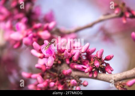 Eastern redbud (Cercis canadensis) blooming flowers on tree branches in springtime Stock Photo