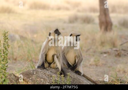 Gray Langur or monkey in the wilderness with use of selective focus Stock Photo