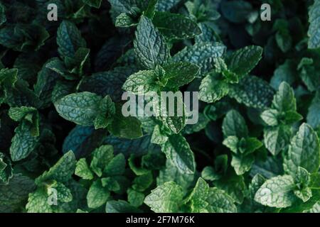 Image of Close-Up Green Plant For Background, Green Mint Texture