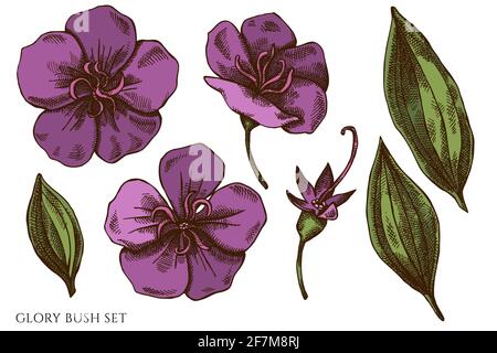Vector set of hand drawn colored glory bush Stock Vector