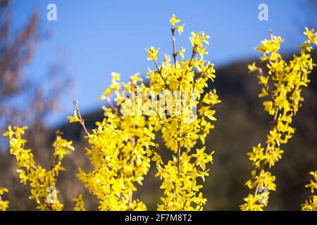 Forsythia suspensa (a species of flowering plant in the family Oleaceae) Stock Photo