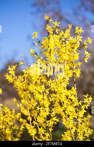 Forsythia suspensa (a species of flowering plant in the family Oleaceae) Stock Photo