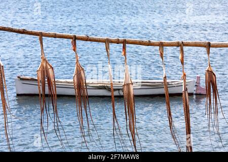 Octopus drying on wooden stick, Rodrigues island Stock Photo