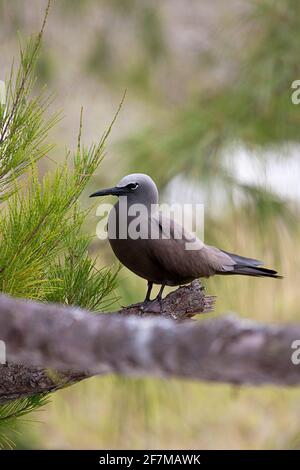 Brown Noddy (Anous stolidus) on Rodrigues Island Stock Photo
