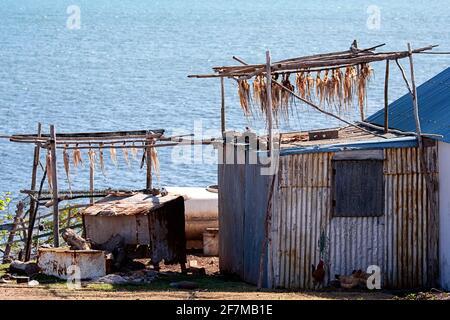 Octopus drying on wooden stick, Rodrigues island Stock Photo