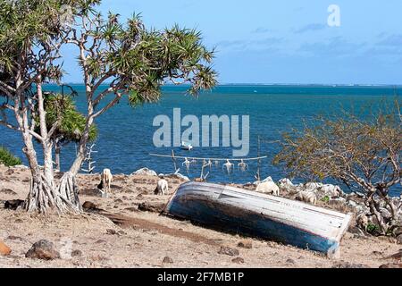 Octopus drying on wooden stick, Rodrigues island Stock Photo