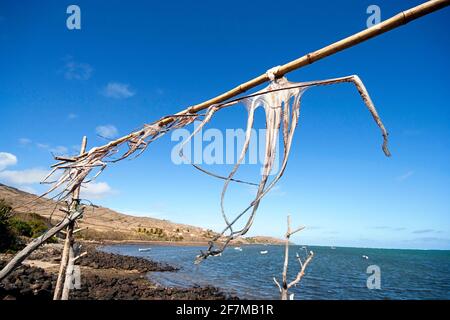 Octopus drying on wooden stick, Rodrigues island Stock Photo