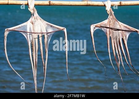 Octopus drying on wooden stick, Rodrigues island Stock Photo