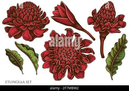 Vector set of hand drawn colored etlingera Stock Vector