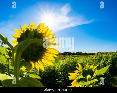 Backlit Sunflower aganist a blue sky and sunburst sun Stock Photo