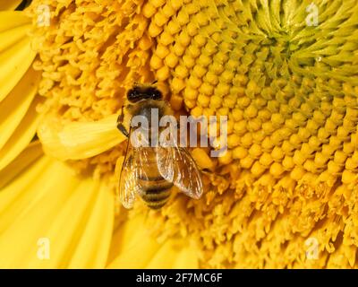 Closeup of a Western Honey Bee on a Sunflower Stock Photo