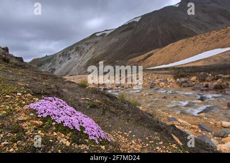 Moss campion / cushion pink (Silene acaulis) in flower on the tundra at Landmannalaugar in Iceland Stock Photo