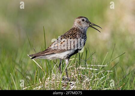 Dunlin (Calidris alpina schinzii) in breeding plumage calling in grassland in summer, Iceland Stock Photo