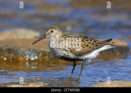 Dunlin (Calidris alpina schinzii) in breeding plumage foraging in shallow water in summer, Iceland Stock Photo