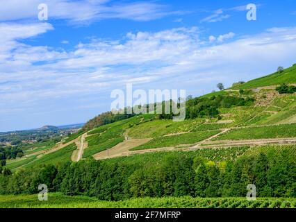 Green vineyards located on hills of  Jura French region ready to harvest and making red, white and special jaune wine, late sunmer in France Stock Photo