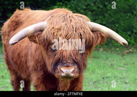 A hairy Scottish highland cattle, a Galloway, looks comfortably into the camera and stands in a green pasture Stock Photo