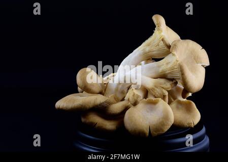 A group of fresh oyster mushrooms with lamellas in front of a dark background lies on a small wooden base Stock Photo