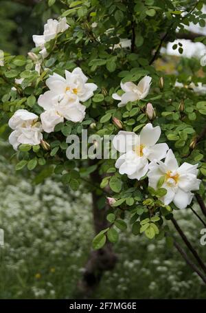 Rosa alba x semi-plena Stock Photo