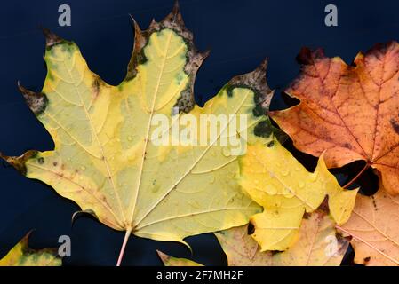 In autumn, a yellow maple leaf lies on the rear window of a car with drops of water Stock Photo