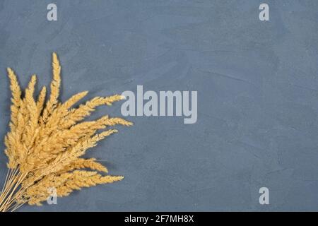 Spikelets on a concrete blue background. Place for an inscription. View from above. Autumn concept, harvest. Stock Photo
