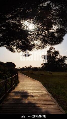 Wooden path through the trees at sunset Stock Photo