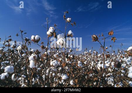Australia. Agriculture. Mature Cotton crop. Stock Photo