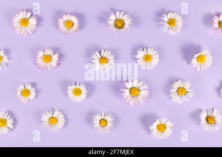 Many small daisy flowers with white petals on violet background Stock Photo
