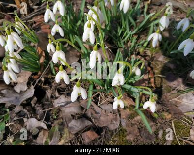Snowdrops - the first spring flowers in the clearing Stock Photo