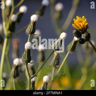 Sonchus arvensis sow-thistle buds about to flower early spring Santander Cantabria Spain growing wild Stock Photo