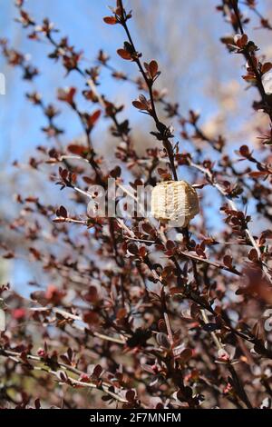 Praying Mantis Egg Sack in Barberry Bush Stock Photo