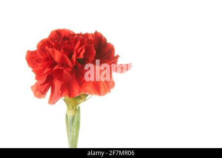Beautiful red Dianthus flower on white background Stock Photo